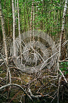 Mangrove roots reach into shallow water in a forest growing in t