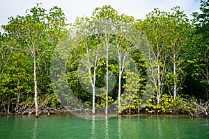 Mangrove roots reach into shallow water in a forest growing in t