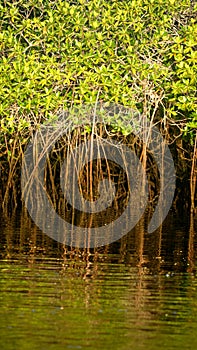 Mangrove roots in the Galapagos Islands photo