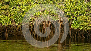 Mangrove roots in the Galapagos Islands photo