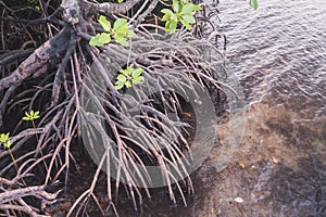 Mangrove roots and reflections on Merritt Island