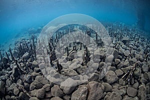 Mangrove Roots and Rocky Seafloor photo