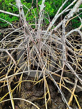 mangrove roots in South Florida estuary