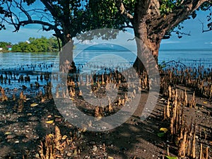 Mangrove roots with a tranquil scene in a coastal wetland photo