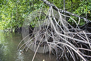 Mangrove roots, aerial roots over the water surface.