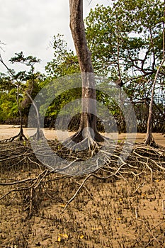 Mangrove Roots photo