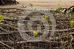 Mangrove Roots photo
