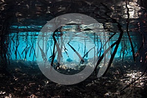 Mangrove Roots Underwater