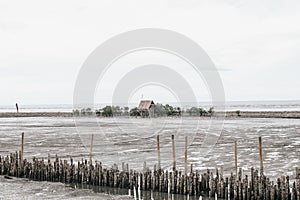 Mangrove roots and water and sand on the shore.Bamboo fence wall is breakwater for protecting the shore and mangrove forest from w