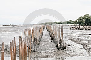 Mangrove roots and water and sand on the shore.Bamboo fence wall is breakwater for protecting the shore and mangrove forest from w