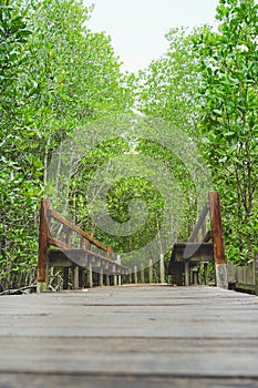 Mangrove scenery at Rak Samae bridge in Rayong