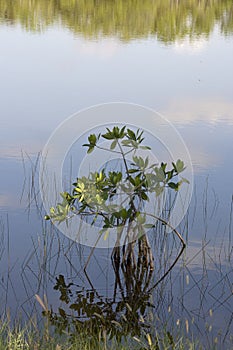 Mangrove Seedling Reflected in a Tranquil Lake With Reflections of Grass and Clouds