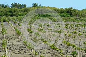 Mangrove seedlings Rhizophora apiculataâ€‹ In planting mangrove forests.