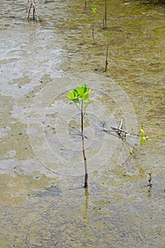 Mangrove shoots grow in a Mangrove forest