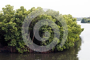 mangrove is a shrub or tree that grows mainly in coastal saline or brackish water, grows along coastlines and tidal rivers