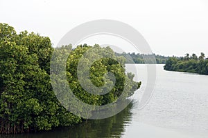 mangrove is a shrub or tree that grows mainly in coastal saline or brackish water, grows along coastlines and tidal rivers