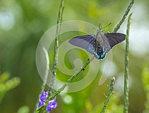 Mangrove Skipper Enjoying the Nectar of the Purple Porterweed Flower, Seminole, Florida #2