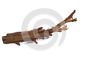 Mangrove snag for the aquarium on a white background