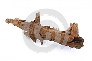 Mangrove snag for the aquarium on a white background