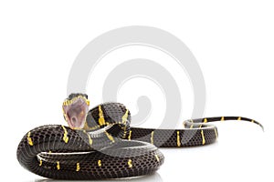 Mangrove Snake