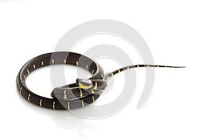 Mangrove Snake