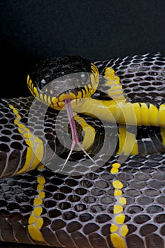 Mangrove snake