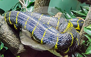 Mangrove Snake