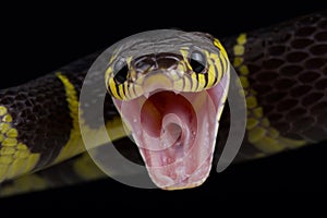 Mangrove snake Boiga dendrophila dendrophila