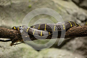 Mangrove snake on a tree branch