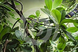The mangrove snake photo