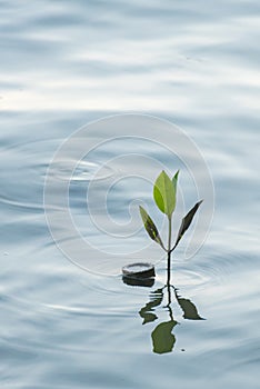 Mangrove sprout in the water at mangrove forest.