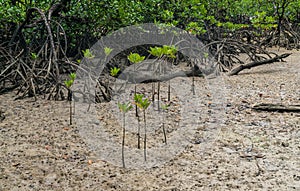 Mangrove sprouts growing in marshland of Surin island national park, Thailand