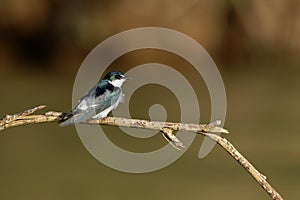 Mangrove Swallow - Tachycineta albilinea passerine bird swallow family, breeds in coastal regions from Mexico, Central America to photo