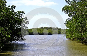 Mangrove Swamp 1 - Everglades photo