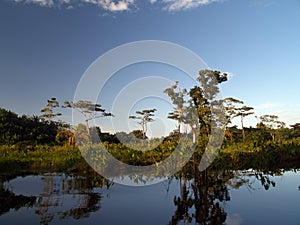 Mangrove swamp