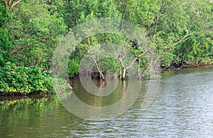 Mangrove Swamp photo