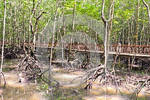 Mangrove swamp photo