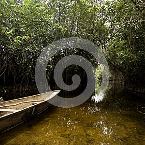 Mangrove swamp