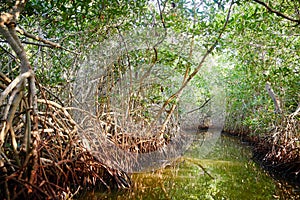 Mangrove Swamp in La Boquilla, Colombia photo