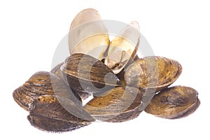 Mangrove Swamp Lokan Clams Isolated