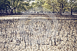 Mangrove Swamp