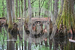 Mangrove Swamp at the Mississippi River, Mississippi