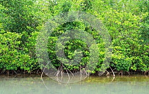 Mangrove swamp in Petit Canal in Guadeloupe photo