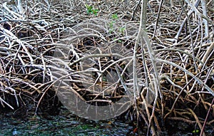 Mangrove swamp at Rosario Islands