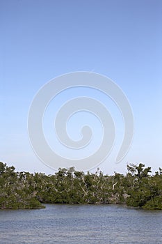 Mangrove swamp tree line