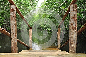 Mangrove swamp in zanzibar