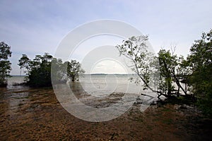 Mangrove swamps, tropical landscapes photo