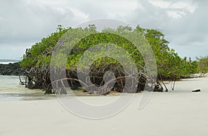 Mangrove on Tortuga Bay beach
