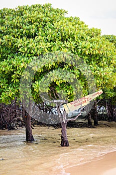 Mangrove tour sign in tree