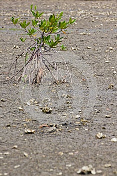 Mangrove tree